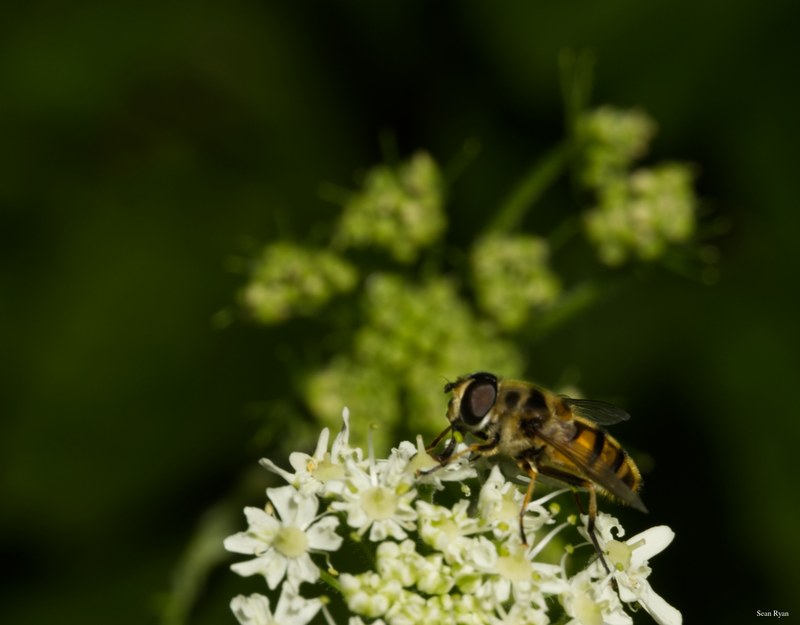 Bees-flies-and-moths - SA702269.editted.good
