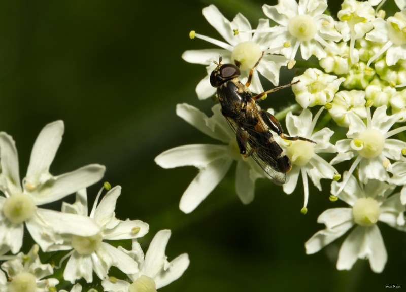 Bees-flies-and-moths - SA702272.editted