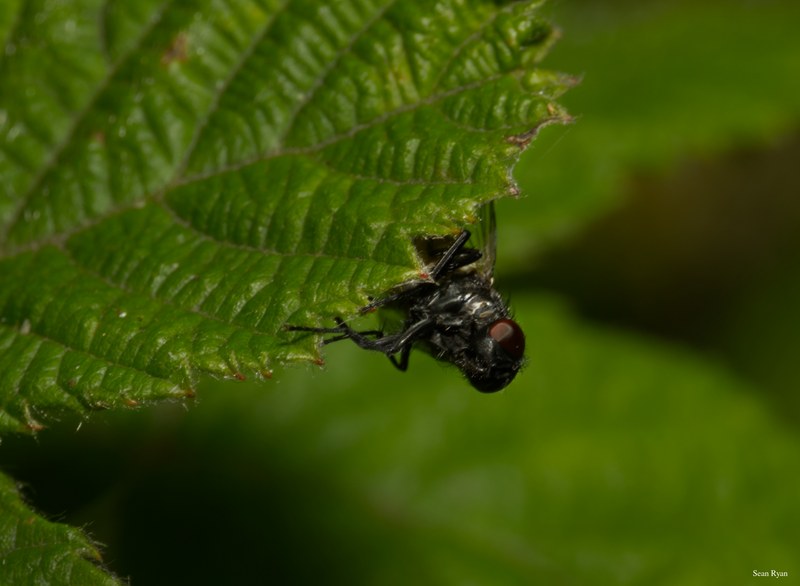 Bees-flies-and-moths - SA702285.editted