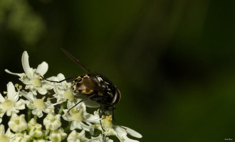 Bees-flies-and-moths - SA702291.editted