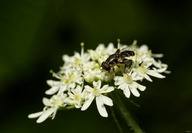 Bees-flies-and-moths - SA702294.editted.good