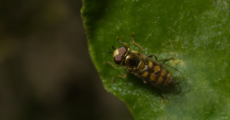 Bees-flies-and-moths - SA702310.editted