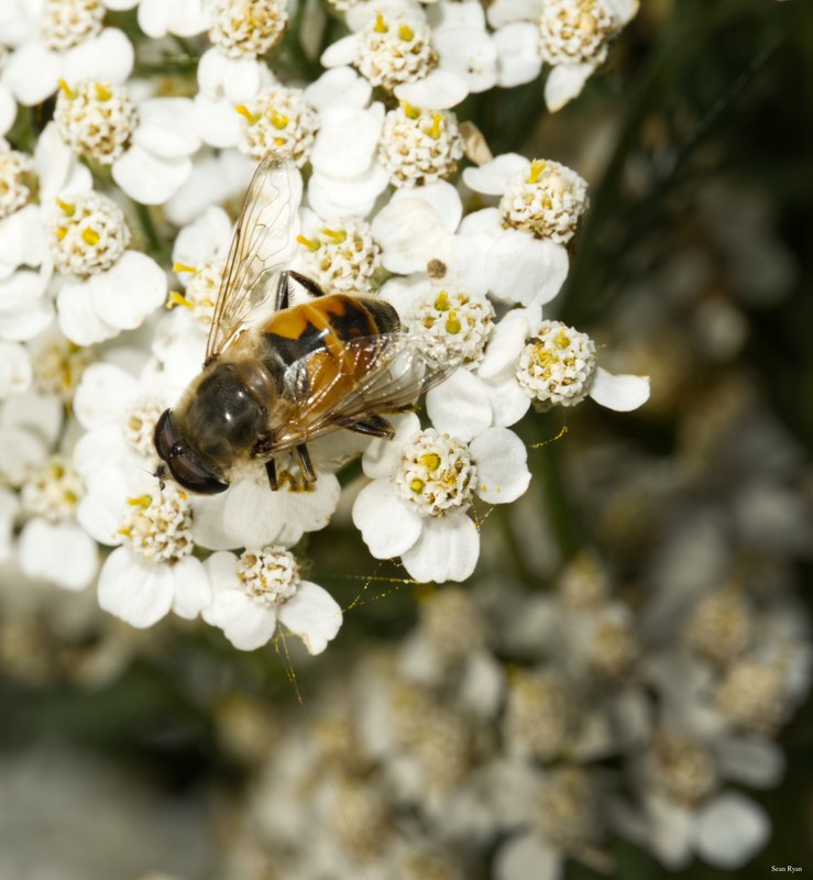 Bees-flies-and-moths - SA702314.editted