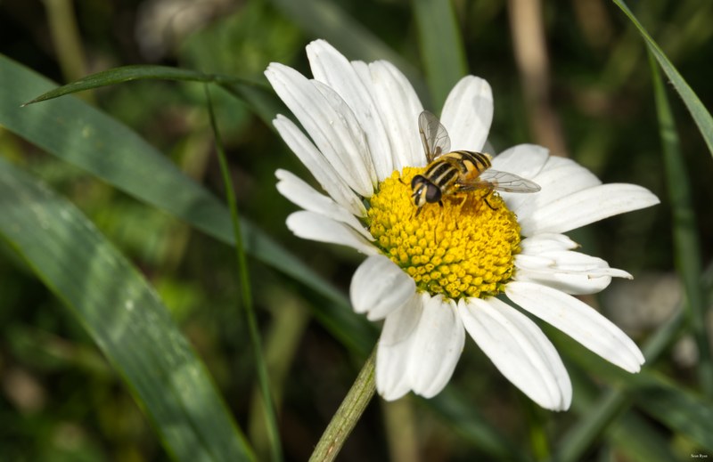 Bees-flies-and-moths - SA702316.editted.good