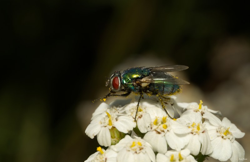 Bees-flies-and-moths - SA702325.editted.good