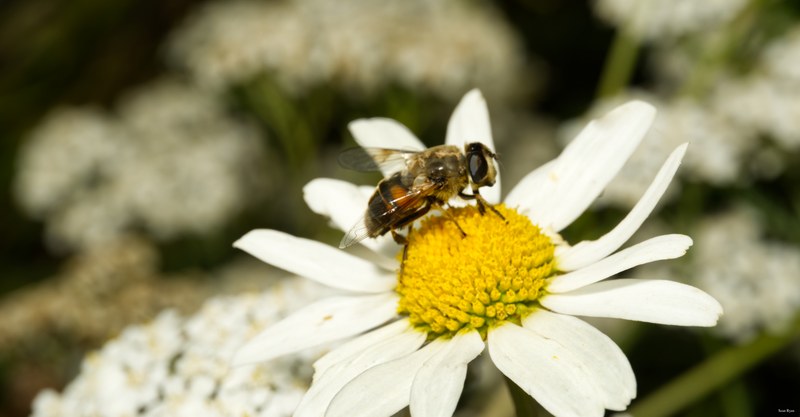 Bees-flies-and-moths - SA702338.editted
