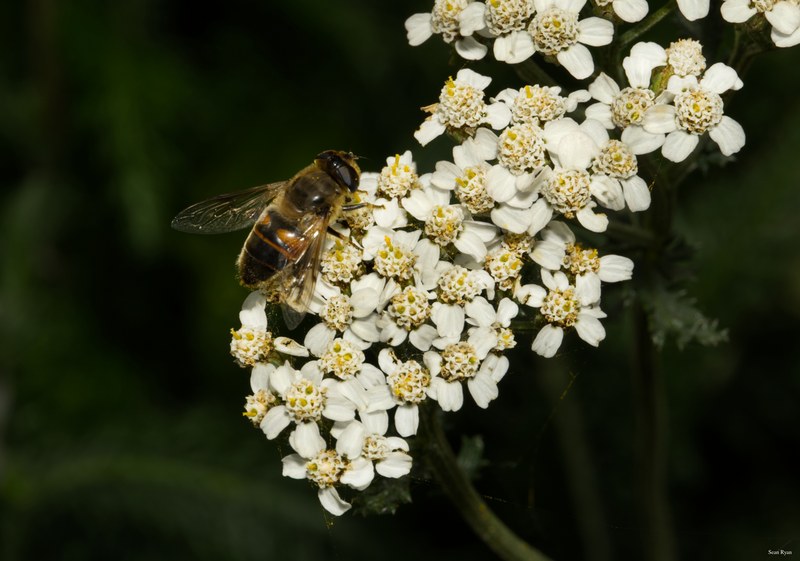 Bees-flies-and-moths - SA702339.editted