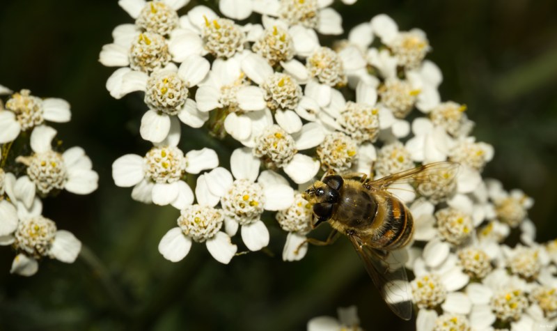 Bees-flies-and-moths - SA702343.editted