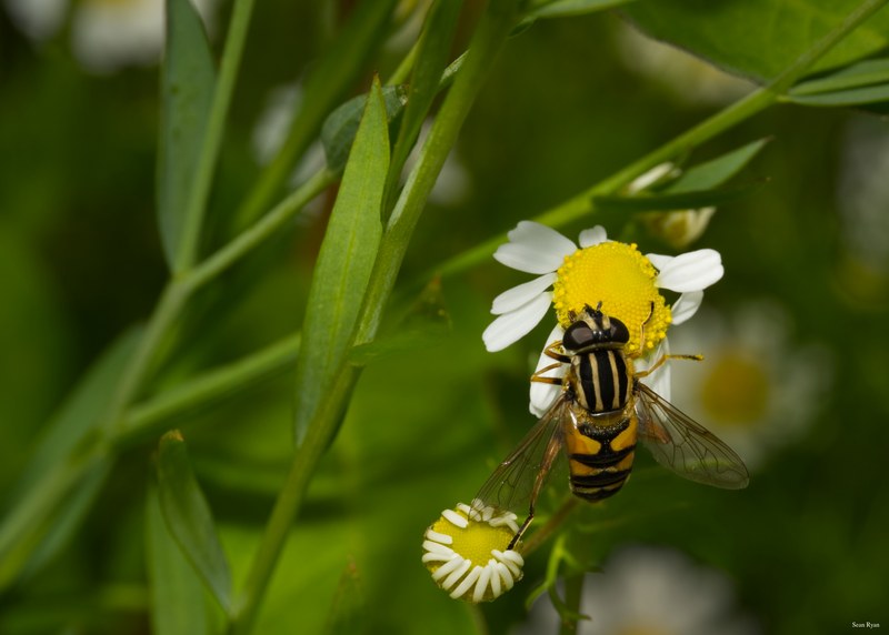 Bees-flies-and-moths - SA702396.editted
