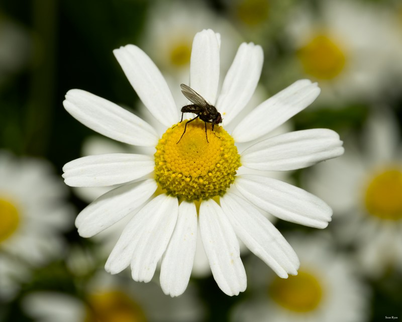 Bees-flies-and-moths - SA702414.editted