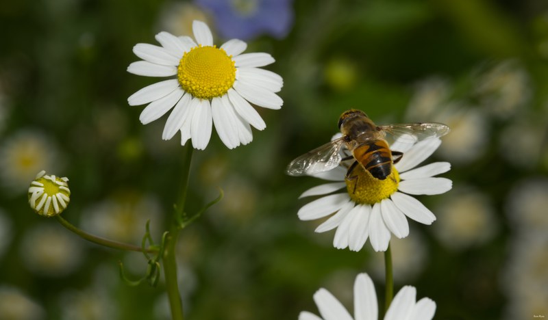 Bees-flies-and-moths - SA702432.editted