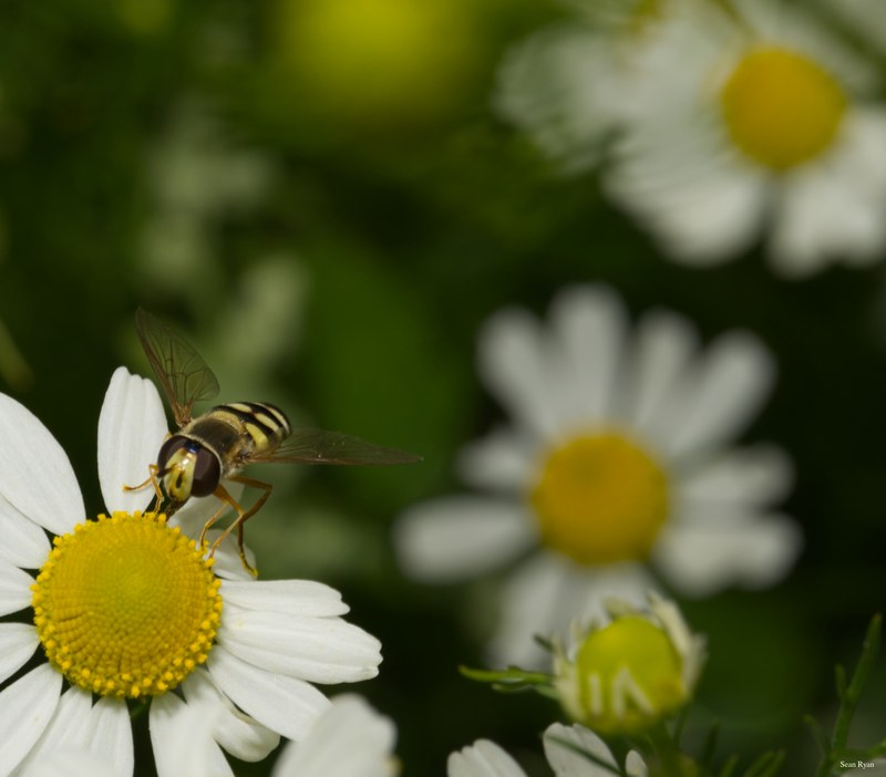 Bees-flies-and-moths - SA702438.editted