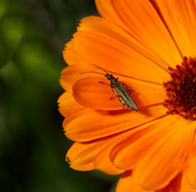 Bees-flies-and-moths - SA702699.editted
