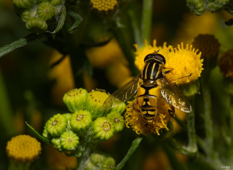 Bees-flies-and-moths - SA709656.editted