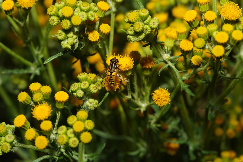 Bees-flies-and-moths - SA709656.good