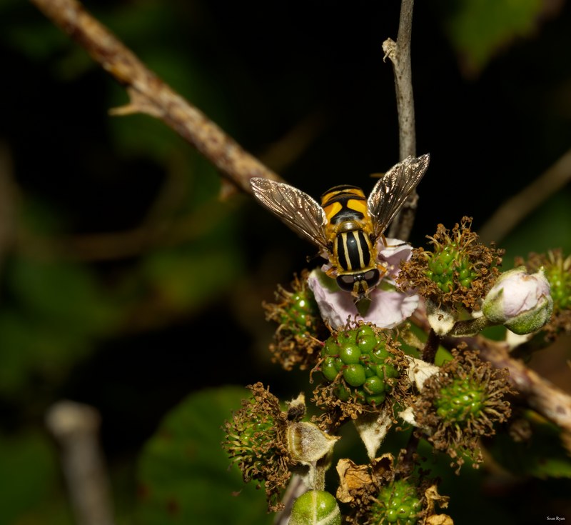 Bees-flies-and-moths - SA709670.editted