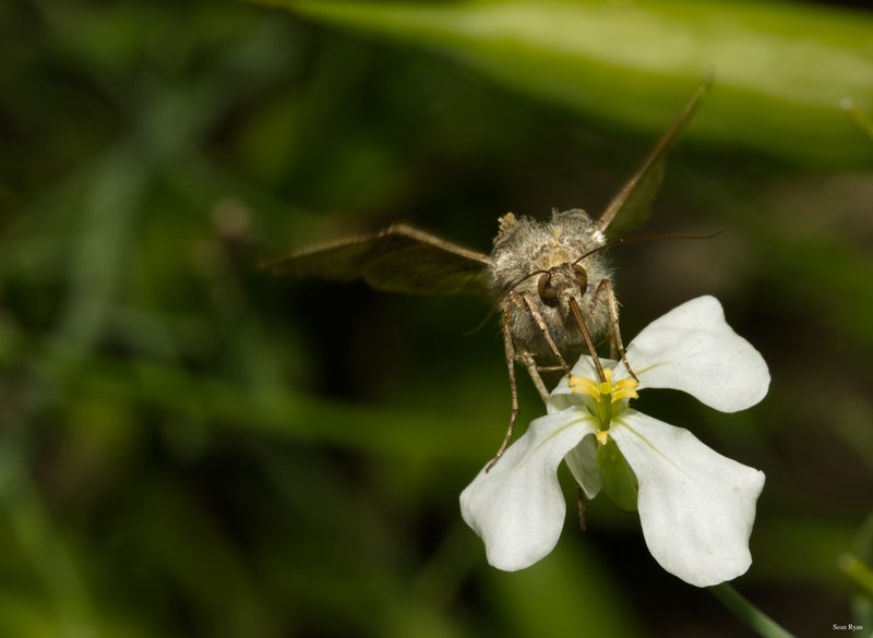 Bees-flies-and-moths
