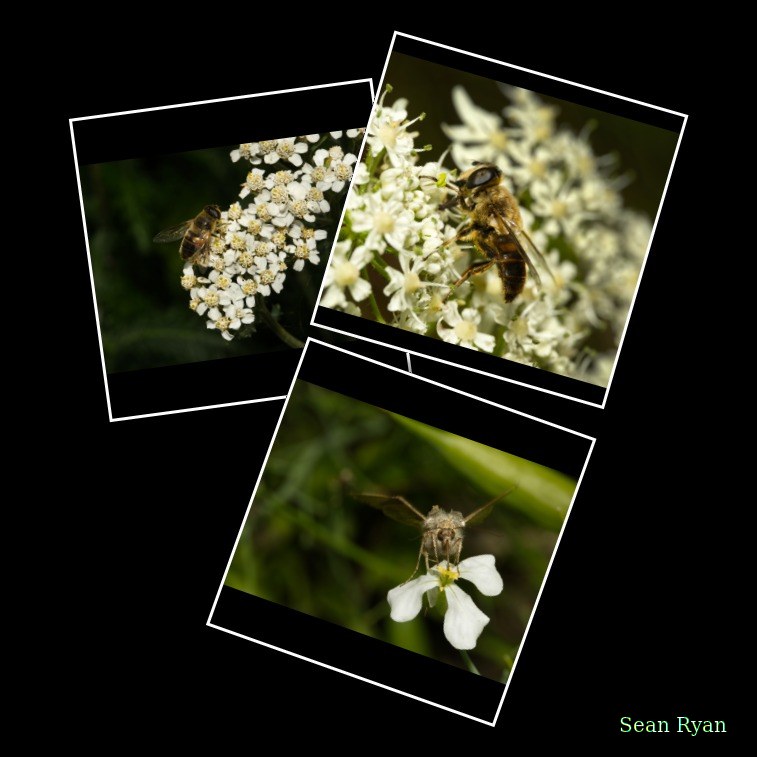 2024-07 - Texel Bugs Flowers And Beasties - Every Day Photos