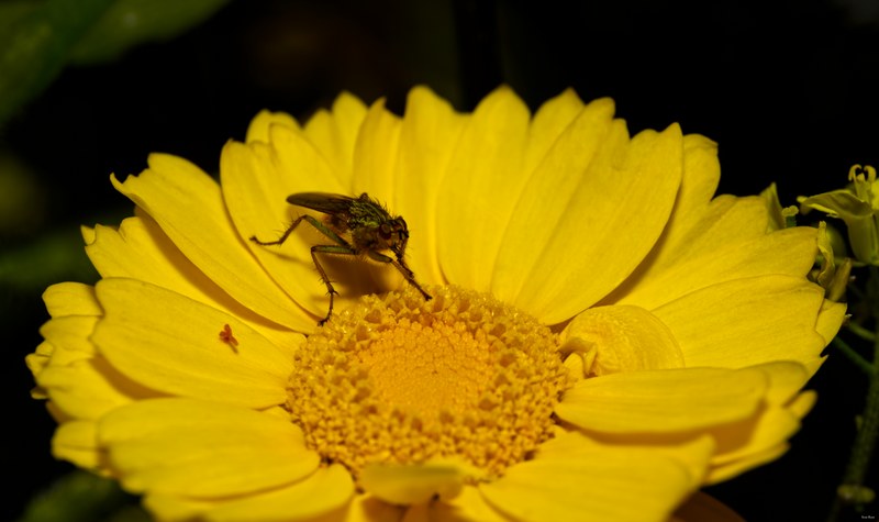 Bugs-and-beetles - SA702171.editted