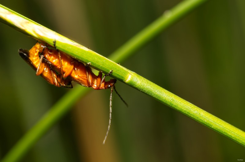 Bugs-and-beetles - SA702195.editted.2