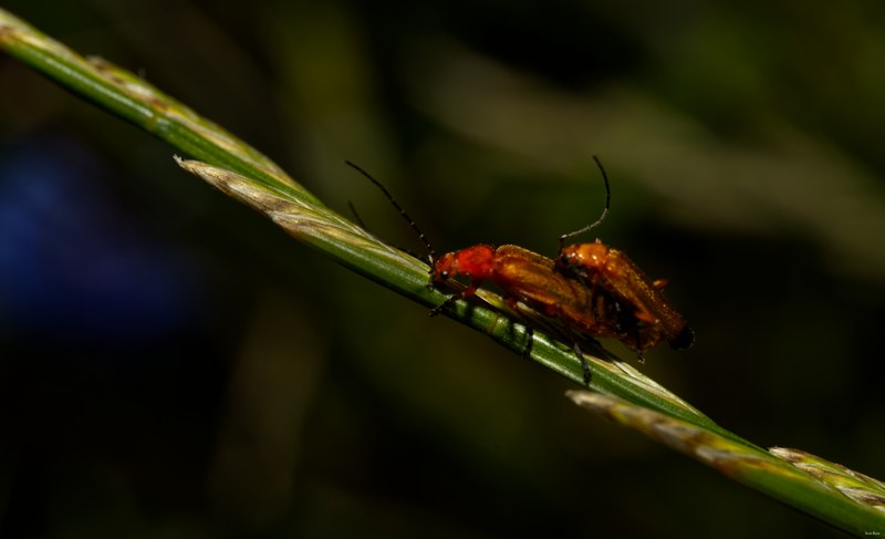 Bugs-and-beetles - SA702208.editted