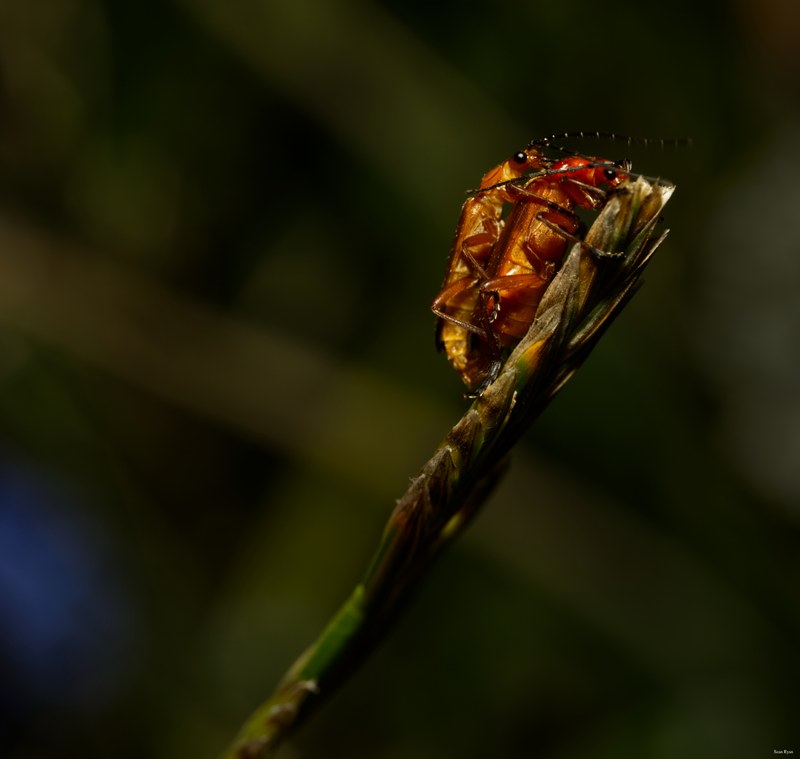 Bugs-and-beetles - SA702210.editted