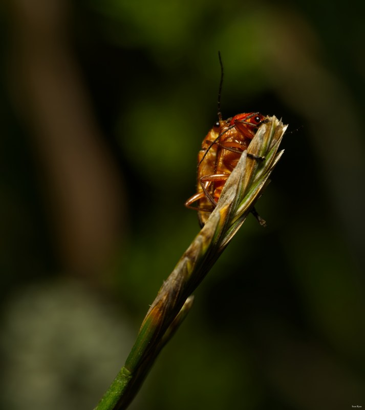Bugs-and-beetles - SA702212.editted