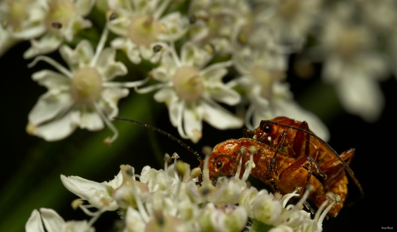 Bugs-and-beetles - SA702214.editted