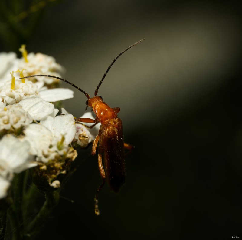 Bugs-and-beetles - SA702351.editted