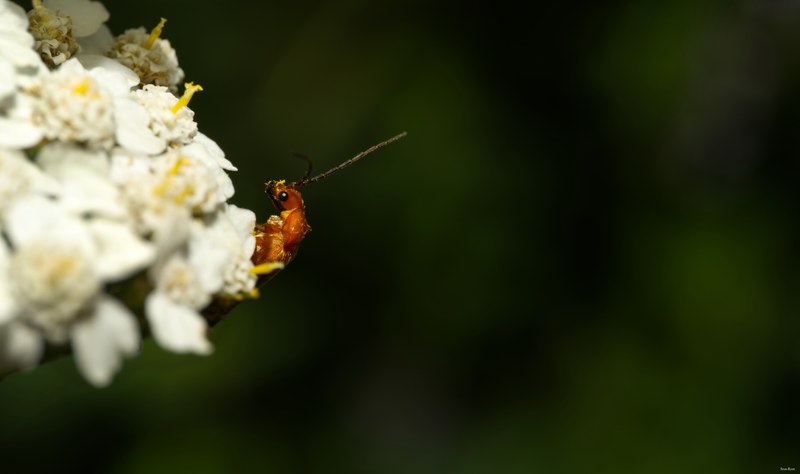 Bugs-and-beetles - SA702355.editted