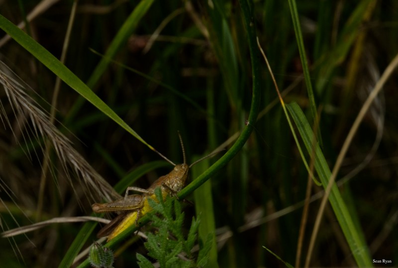 Bugs-and-beetles - SA702473.editted