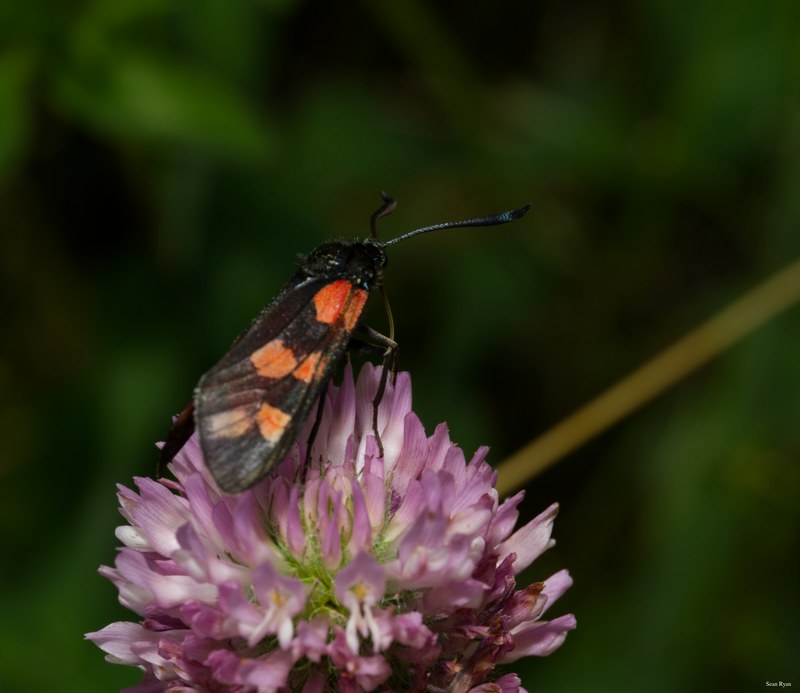 Bugs-and-beetles - SA702546.editted