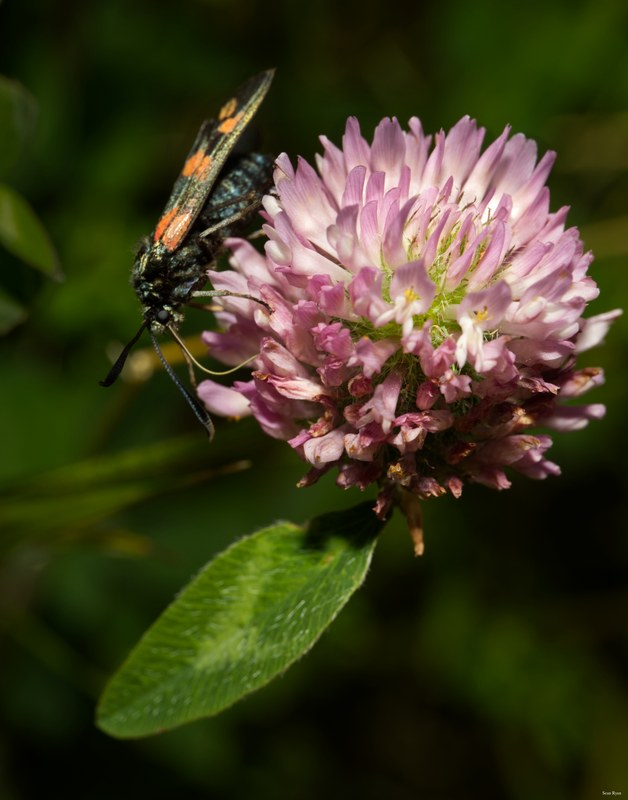 Bugs-and-beetles - SA702559.editted.good
