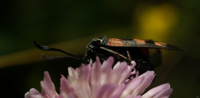 Bugs-and-beetles - SA702576.editted