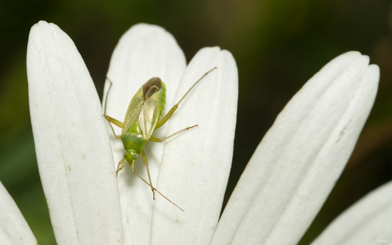 Bugs-and-beetles - SA702609.editted.closer
