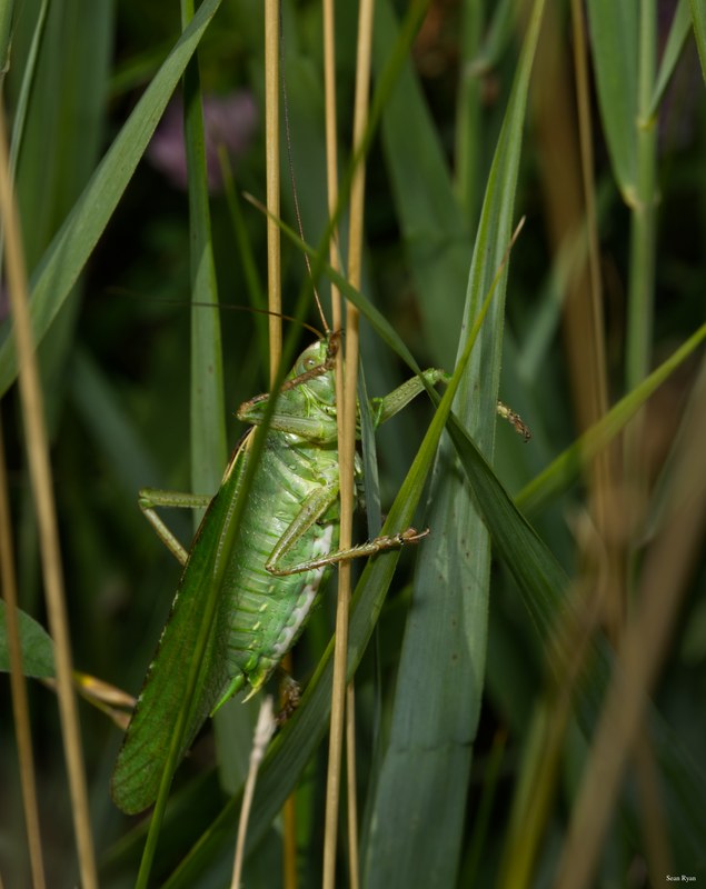 Bugs-and-beetles - SA702654.editted