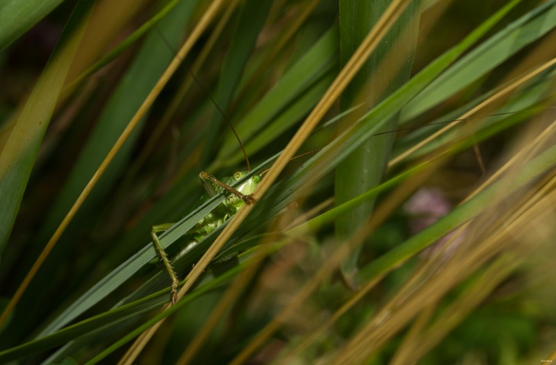 Bugs-and-beetles - SA702669.editted