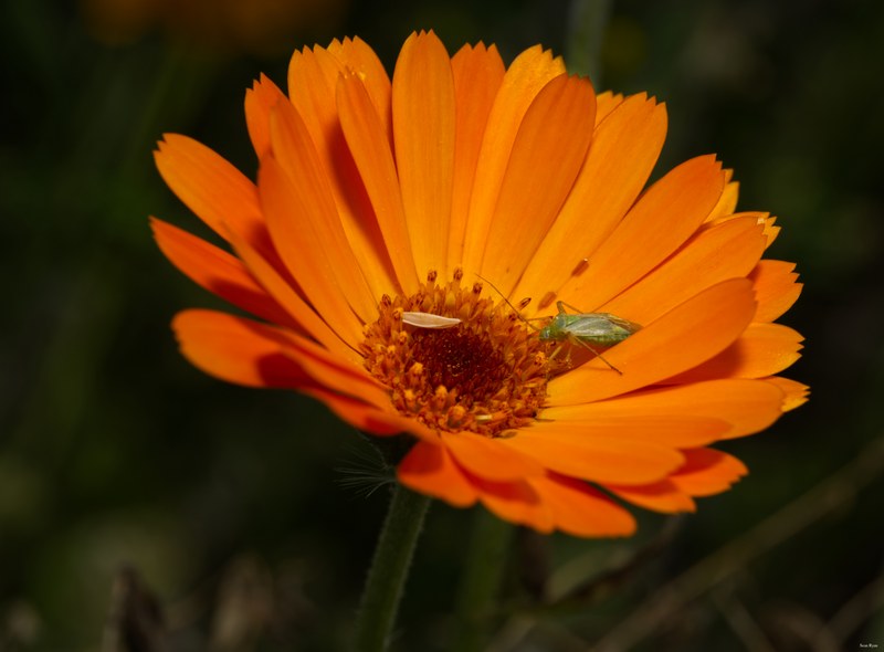 Bugs-and-beetles - SA702690.editted