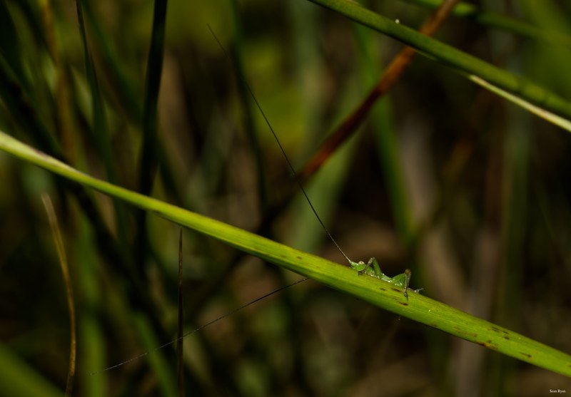 Bugs-and-beetles - SA709568.editted