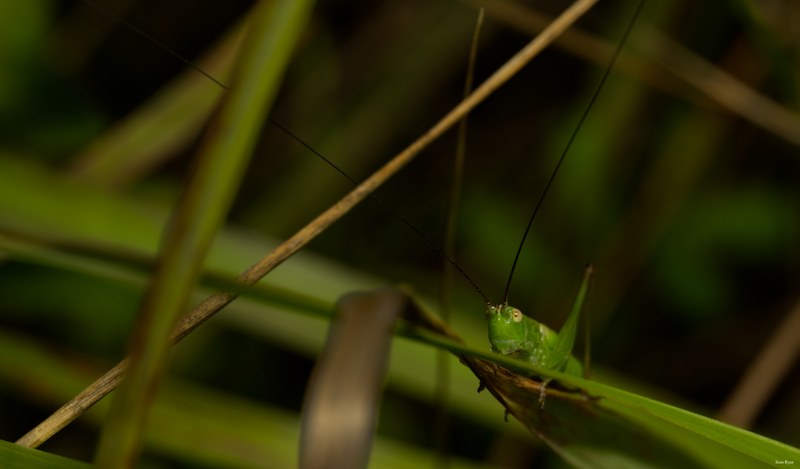 Bugs-and-beetles - SA709576.editted