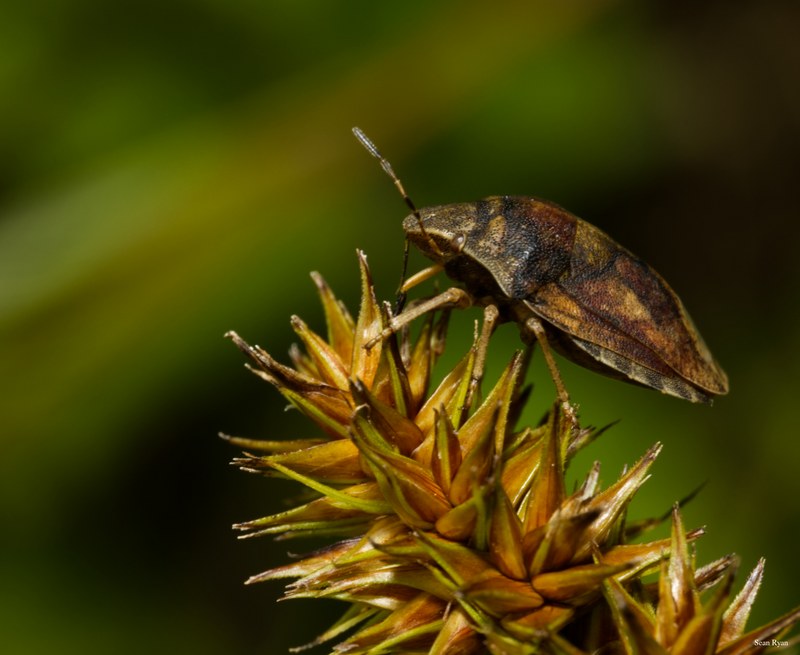 Bugs-and-beetles - SA709601.editted