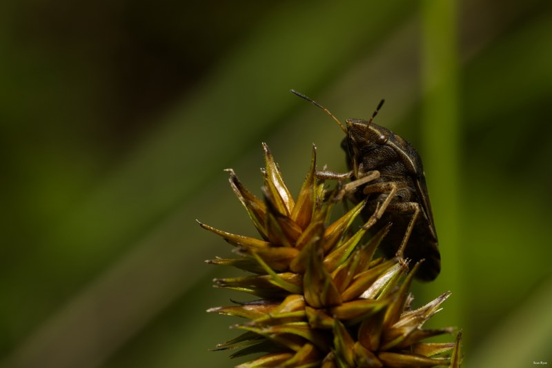Bugs-and-beetles - SA709602.editted