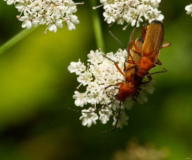 Bugs-and-beetles - SA709618.editted
