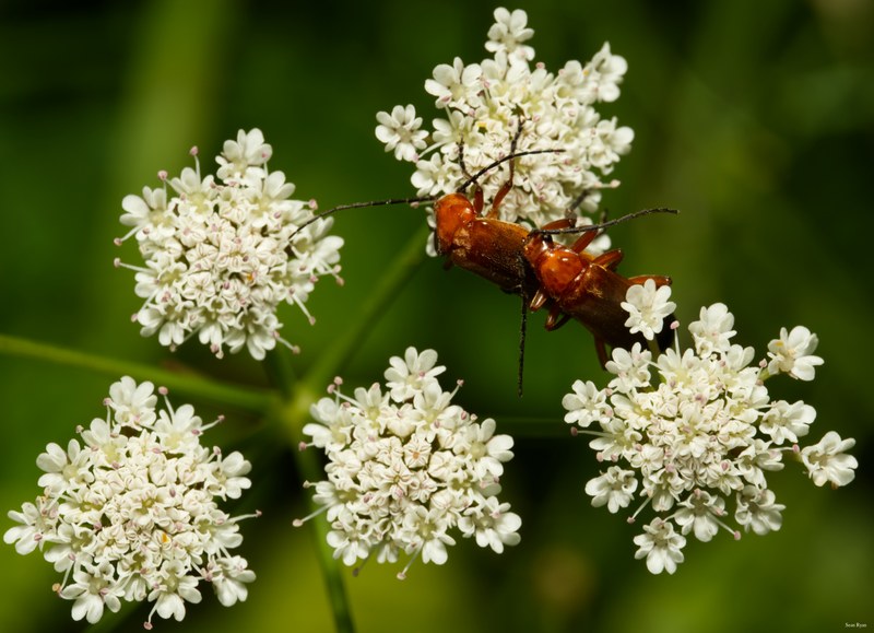 Bugs-and-beetles - SA709621.editted
