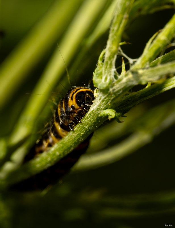 Bugs-and-beetles - SA709639.editted