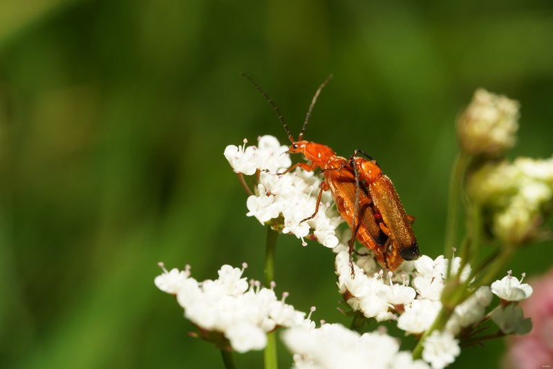 Bugs-and-beetles - SA709646.ok.better