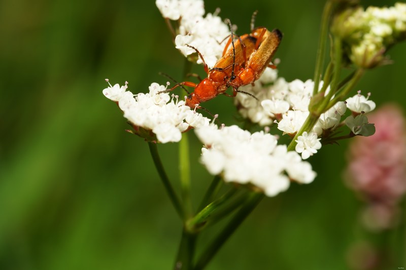 Bugs-and-beetles - SA709648.ok.best