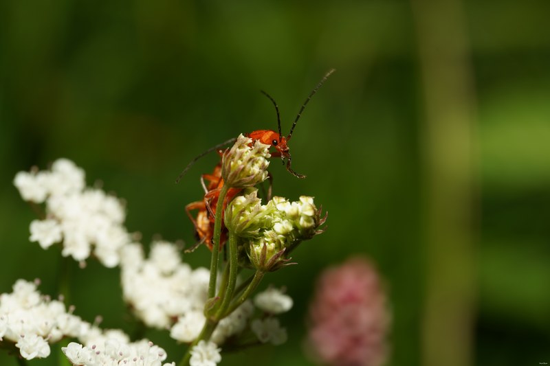 Bugs-and-beetles - SA709649.good
