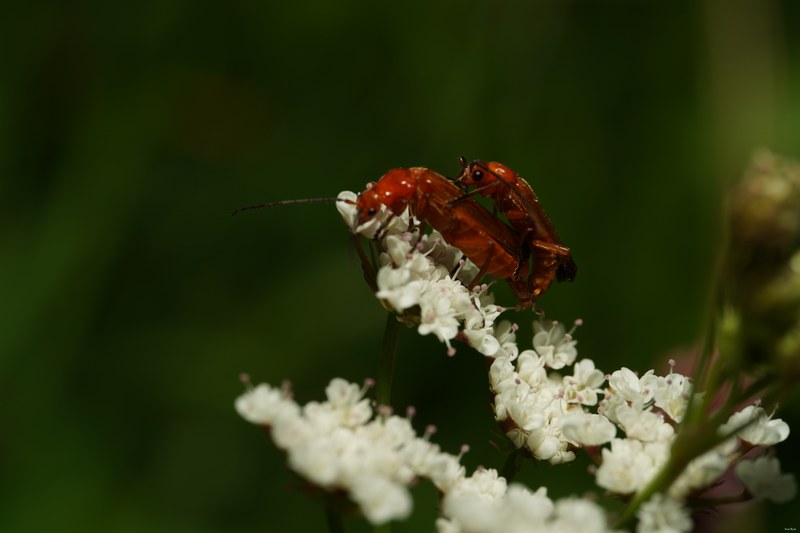 Bugs-and-beetles - SA709653.ok