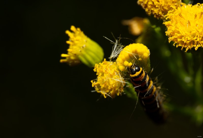 Bugs-and-beetles - SA709676.editted